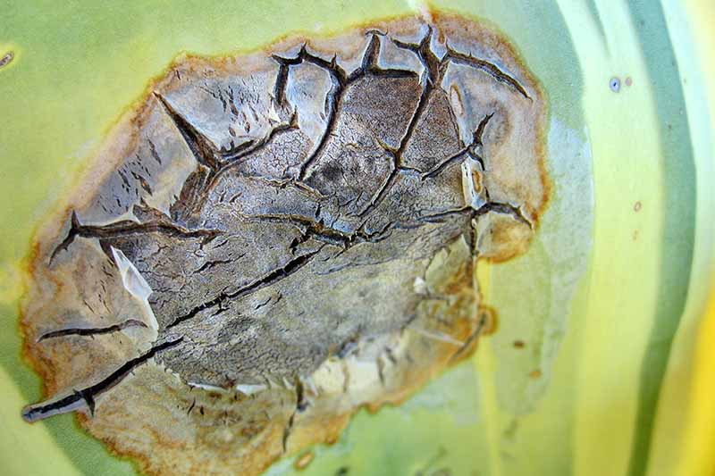 Zbliżenie poziomego obrazu chorego fragmentu liścia agawy.