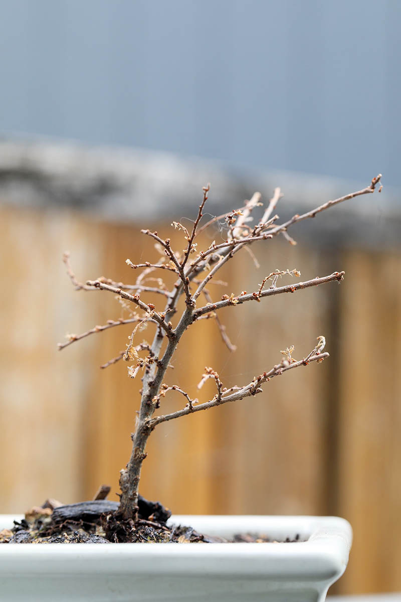 A close up vertical image of a dormant tree in a tiny pot pictured on a soft focus background.
