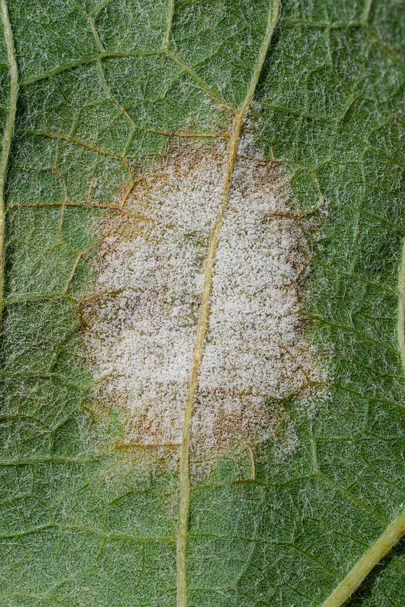 A close up vertical image of a leaf suffering from a disease called downy mildew.