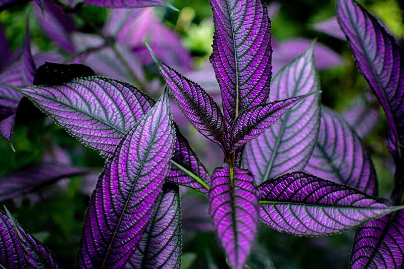 A close up horizontal image of the vibrant purple foliage of Persian shield pictured on a soft focus background.