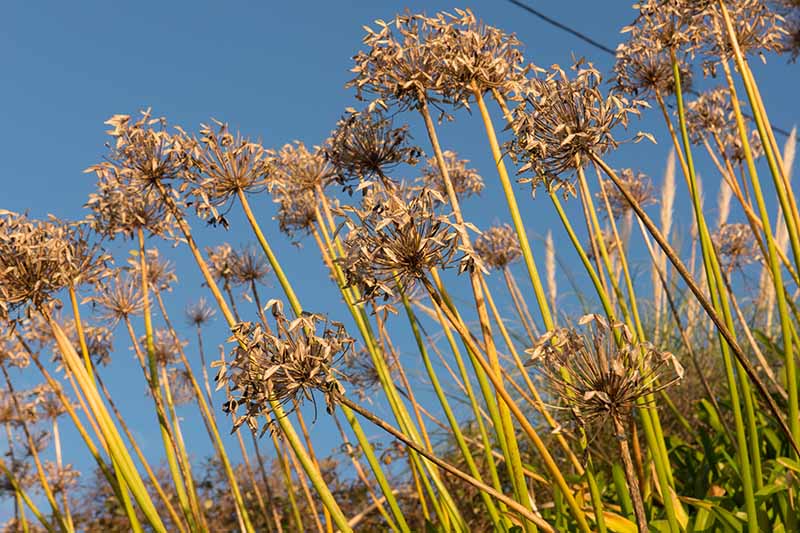A close up horizontal image of the dried out seed heads of agapanthus pictured on a blue sky background.