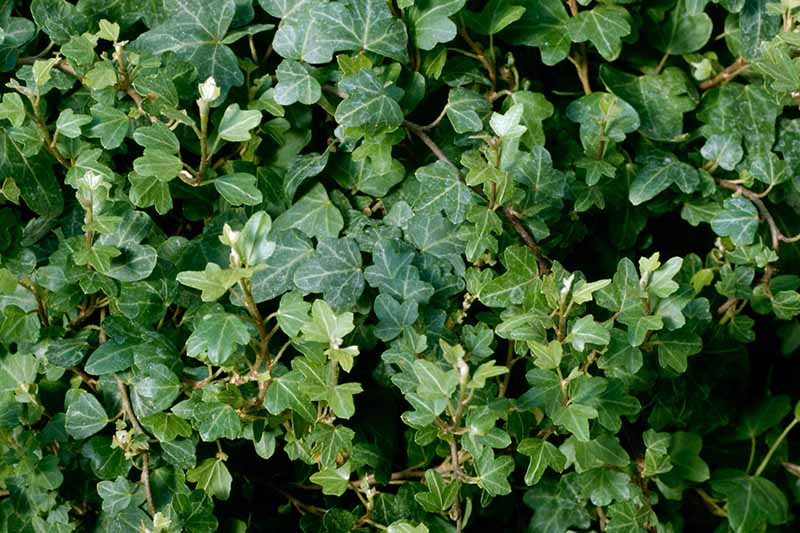 A close up horizontal image of Hedera helix 'Duckfoot' growing in a pot.