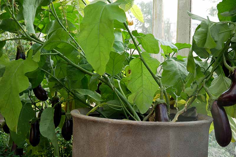 A close up horizontal image of a large aubergine plant growing in a concrete planter with ripe fruits ready for harvest.