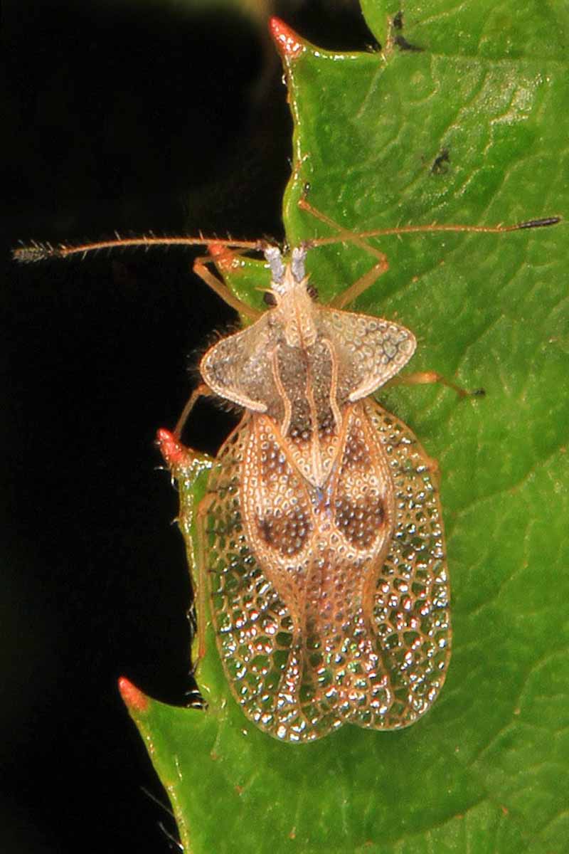 A close up vertical image of an eggplant lace bug on a leaf pictured on a dark background.