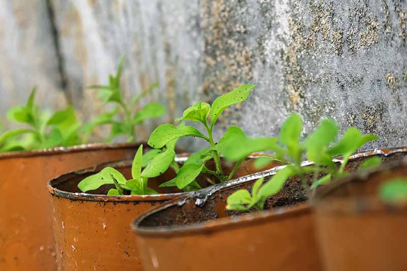 A close up horizontal image of small seedlings growing in metal pots with a concrete wall in the background.