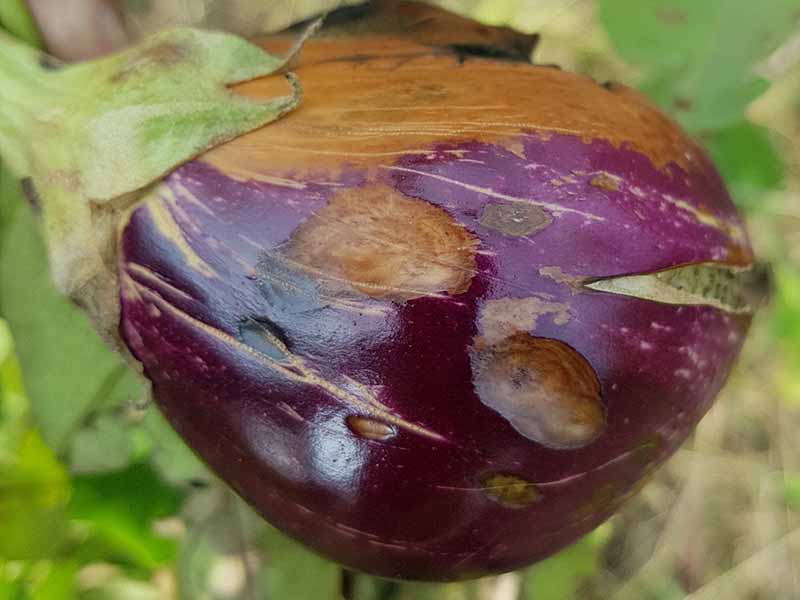 A close up horizontal image of a ripe eggplant with anthracnose pictured on a soft focus background.