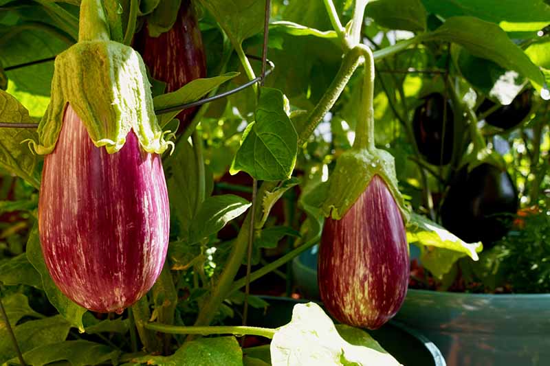 A close up horizontal image of ripe aubergines growing in containers pictured in light filtered sunshine.