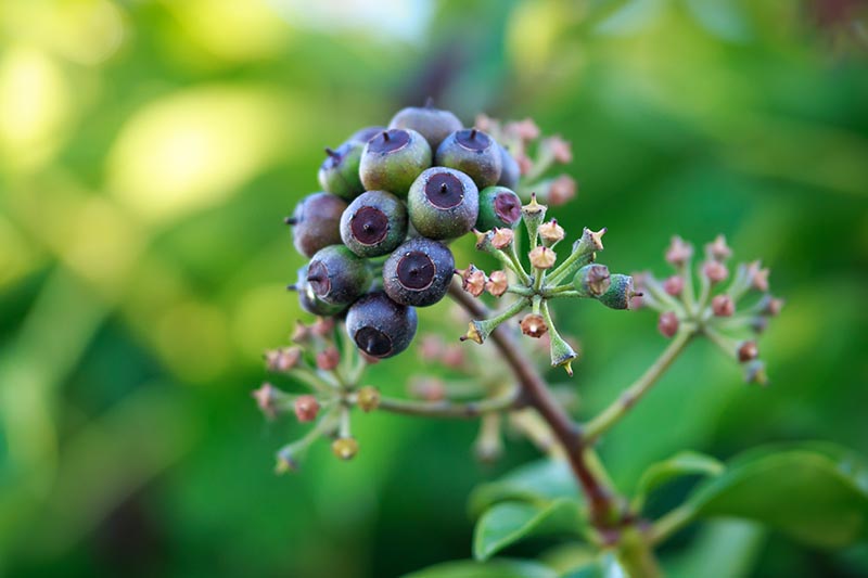 A close up horizontal image of the berries of Hedera helix pictured on a soft focus background.