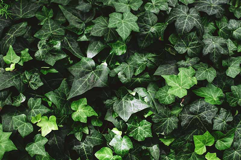 A close up horizontal image of English ivy growing in the garden.