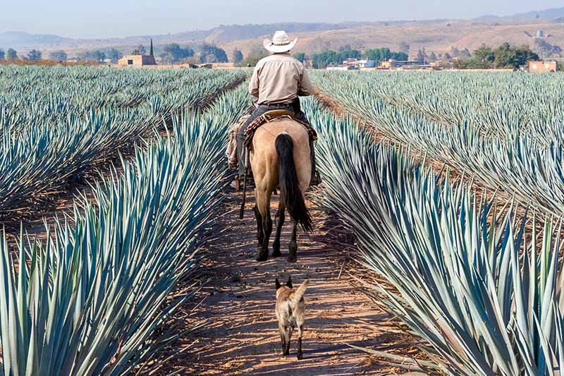 A horizontal image of a farmer riding a buckskin horse through rows of agave plantings with a dog following behind.