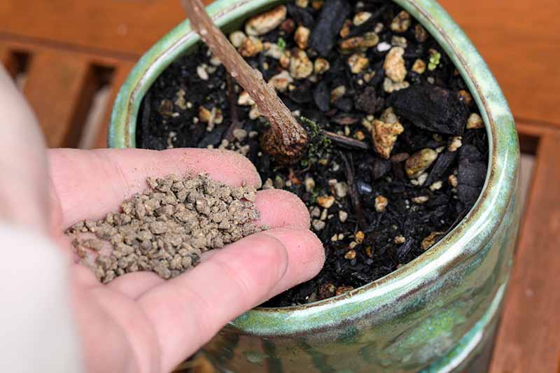 A close up horizontal image of a hand from the left of the frame applying fertilizer to a small bonsai plant.
