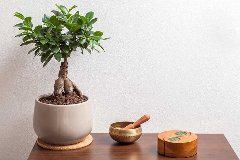 A close up horizontal image of a bonsai tree growing in a small pot indoors set on a wooden surface.