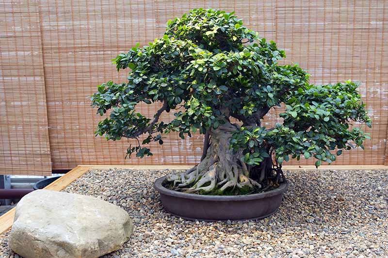 A close up horizontal image of a ficus plant growing as a bonsai set on a graveled area with a large rock to the left of the frame and a bamboo screen in the background.