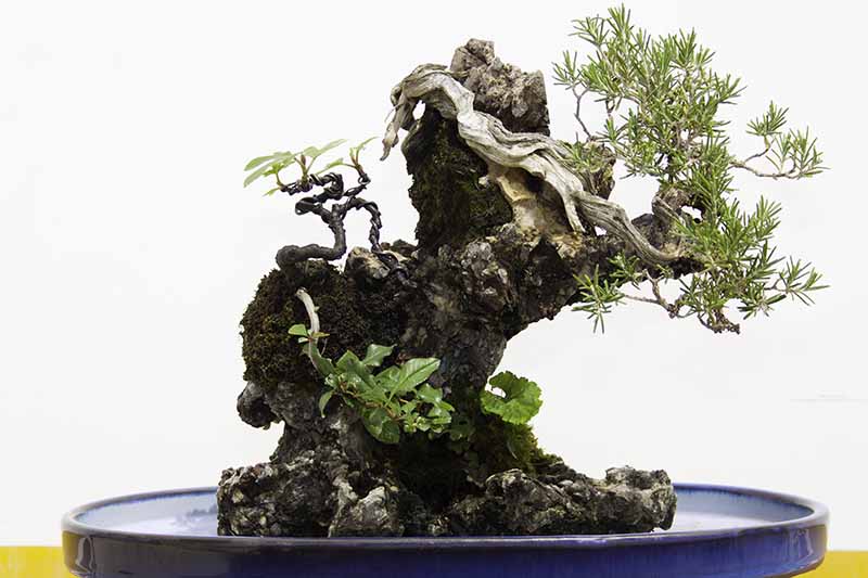 A close up horizontal image of a rosemary plant trained to grow as a bonsai pictured on a white background.