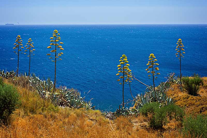 A horizontal image of blooming agave plants growing on a hillside with the Mediterranean sea in the background.