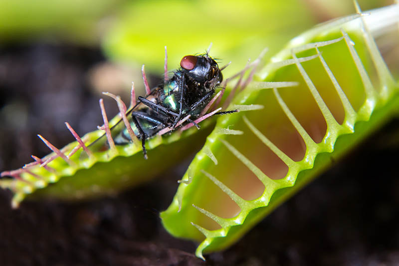 A close up horizontal image of a Venus flytrap with a fly in its trap pictured on a soft focus background.