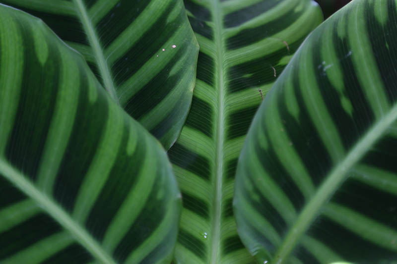 A close up horizontal image of the foliage of a Calathea zebrina plant.