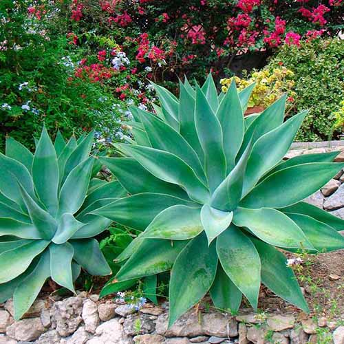 A close up square image of two fox tail agave plants growing in a rocky garden border with flowers in the background.