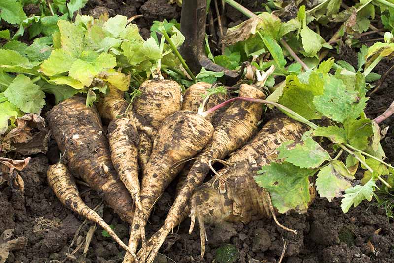 A close up horizontal image of freshly dug parsnips set on the ground in the garden.