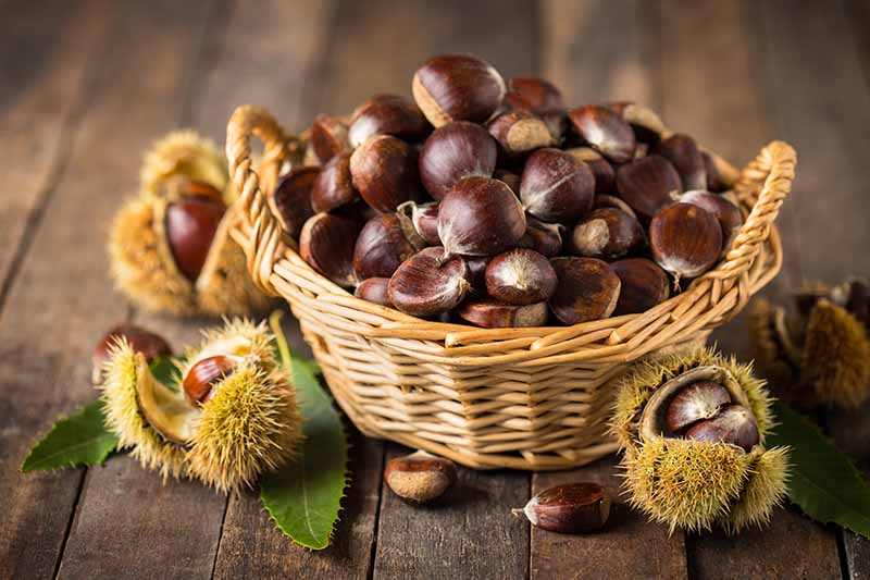A close up horizontal image of a wicker basket filled with freshly harvested chestnuts set on a wooden surface.