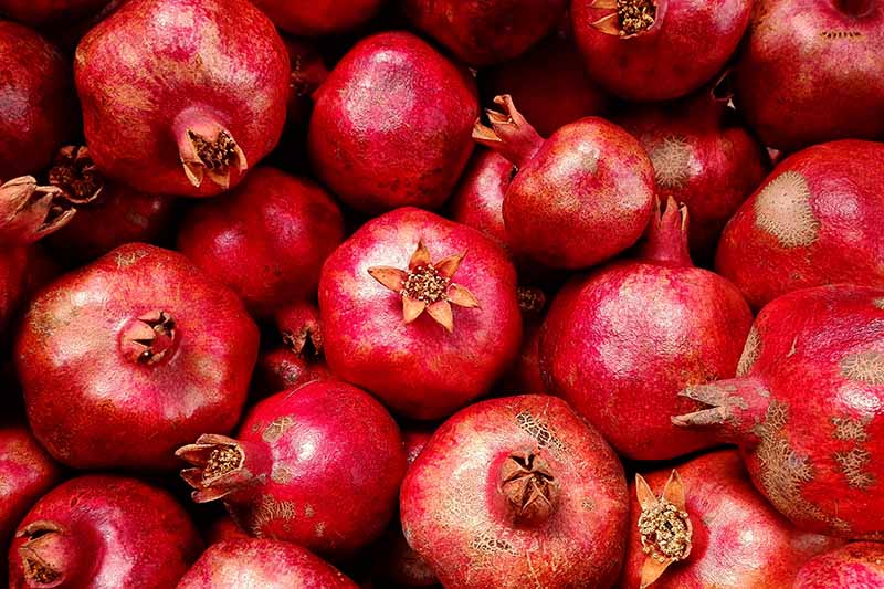 A close up horizontal image of a pile of freshly harvested red pomegranates.