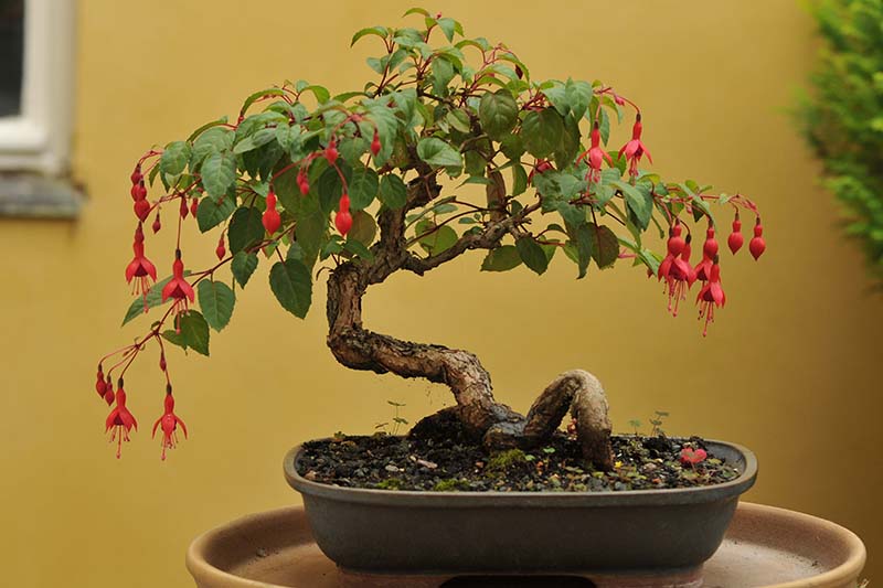 A close up horizontal image of a flowering fuchsia growing as a bonsai pictured on a soft focus background.