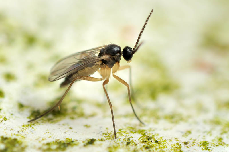 A close up horizontal image of a fungus gnat fly pictured on a soft focus background.