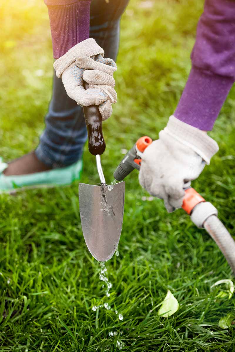 A close up vertical image of a gardener wearing gloves and cleaning a small trowel using a hose.
