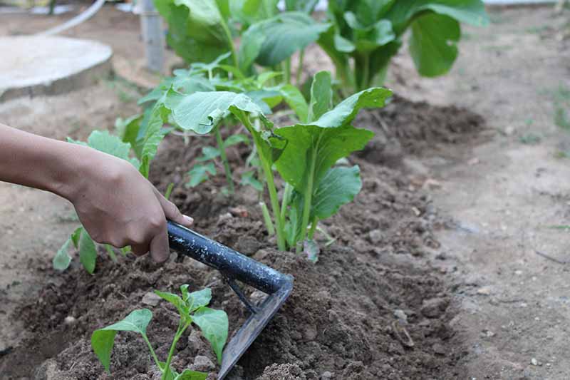 A close up horizontal image of a gardener tilling the soil around mustard greens growing in the garden.