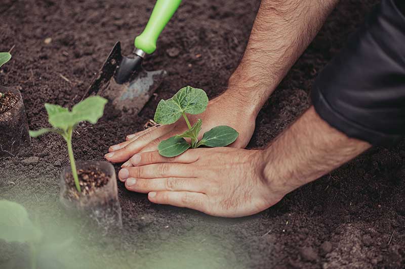 A close up horizontal image of two hands from the right of the frame planting out seedlings into rich soil in the garden.
