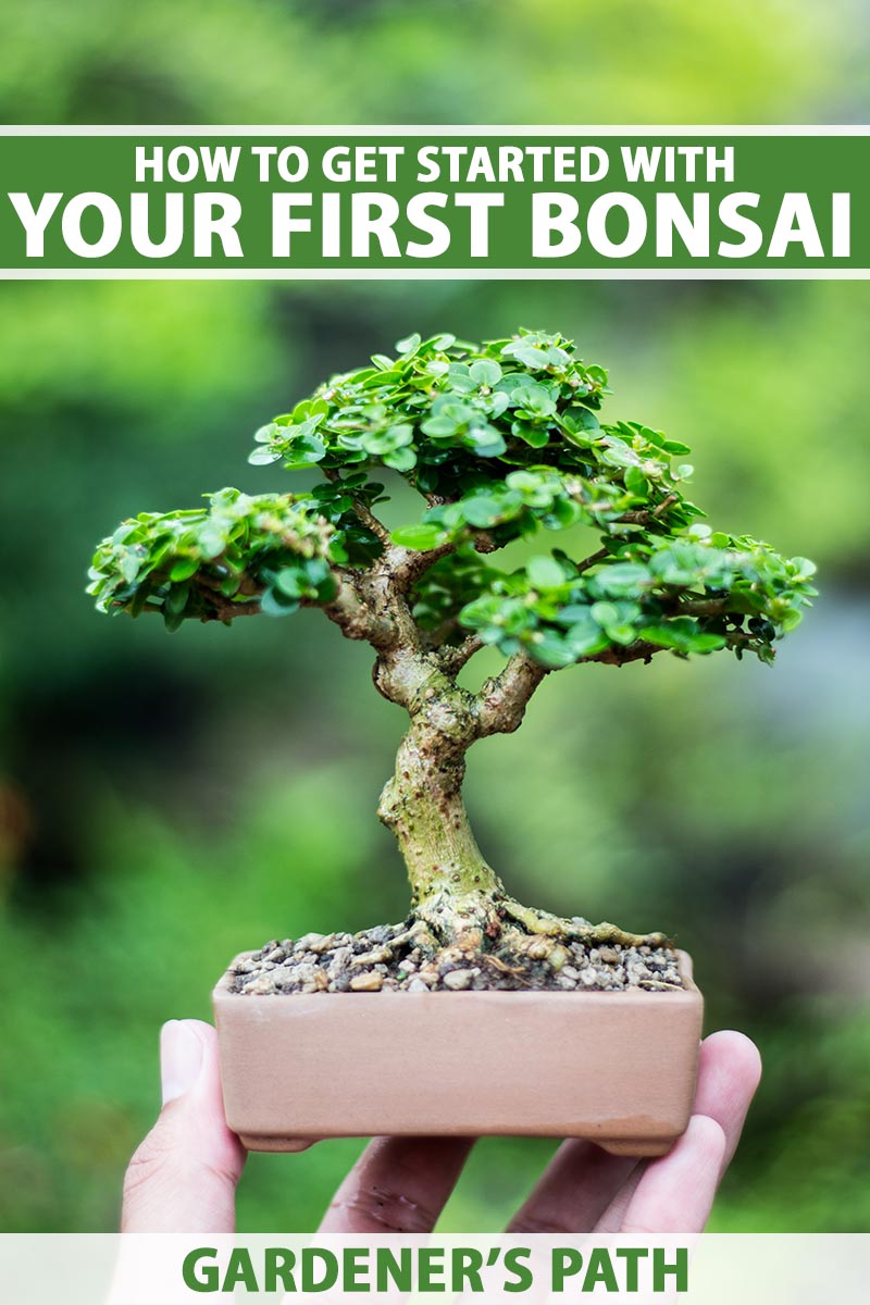 A close up vertical image of a hand from the bottom of the frame holding up a small bonsai tree in a ceramic pot pictured on a soft focus background. To the top and bottom of the frame is green and white printed text.