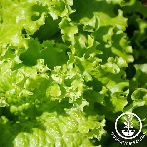 A close up square image of 'Grand Rapids' lettuce growing in the garden pictured in bright sunshine. To the bottom right of the frame is a white circular logo with text.