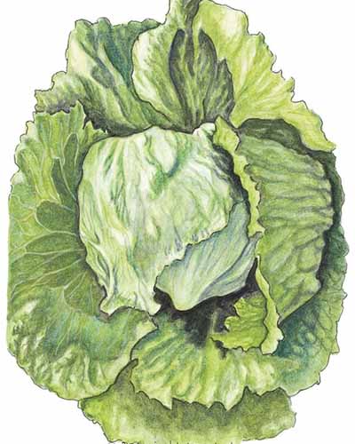 A close up vertical image of a hand-drawn illustration of 'Great Lakes' head lettuce isolated on a white background.
