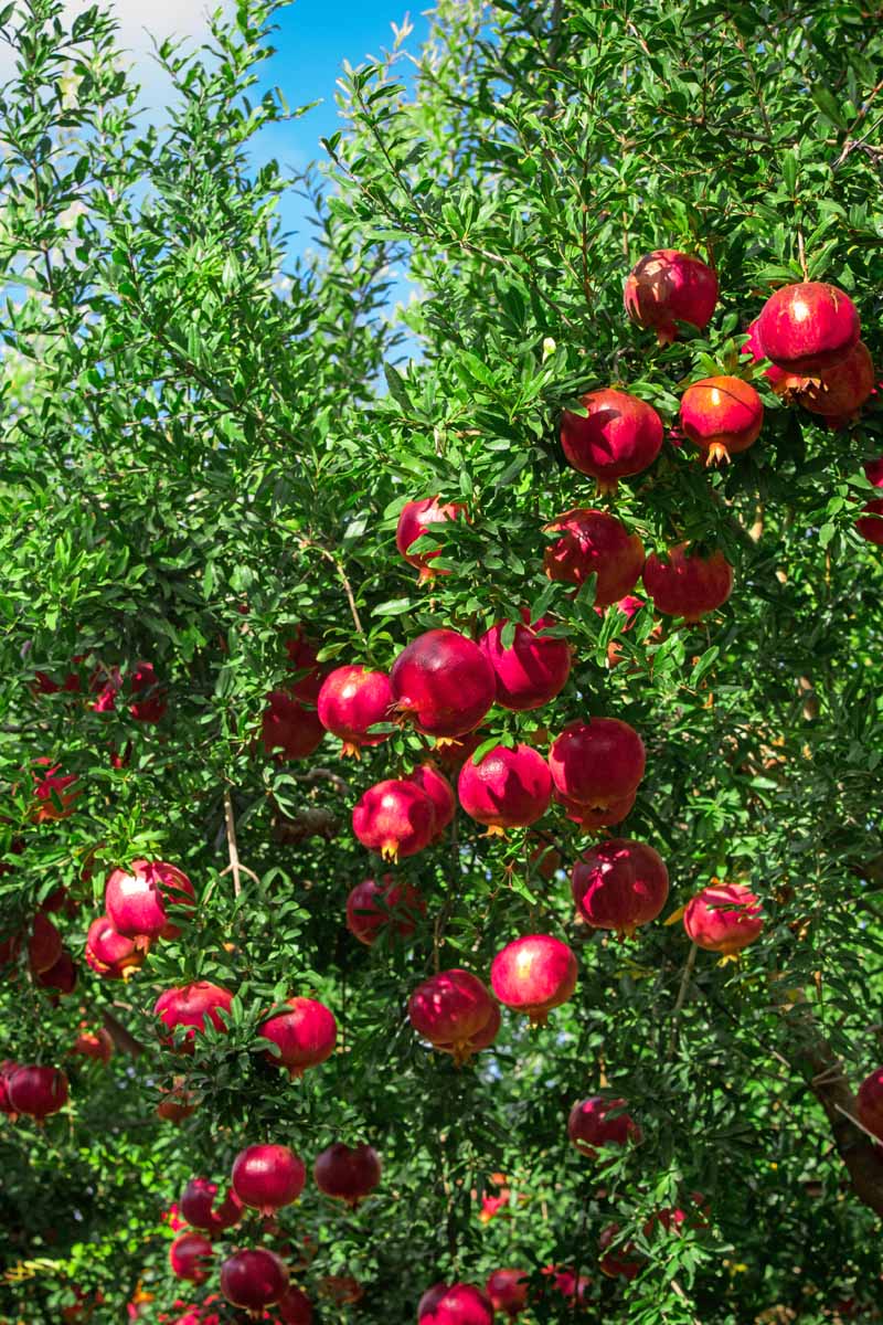 Pomegranate Tree Pomegranate Tree
