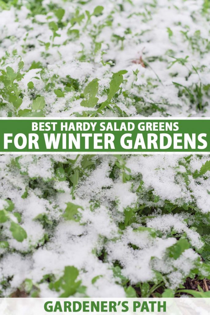 A close up vertical image of arugula growing in the garden under a blanket of snow. To the center and bottom of the frame is green and white printed text.