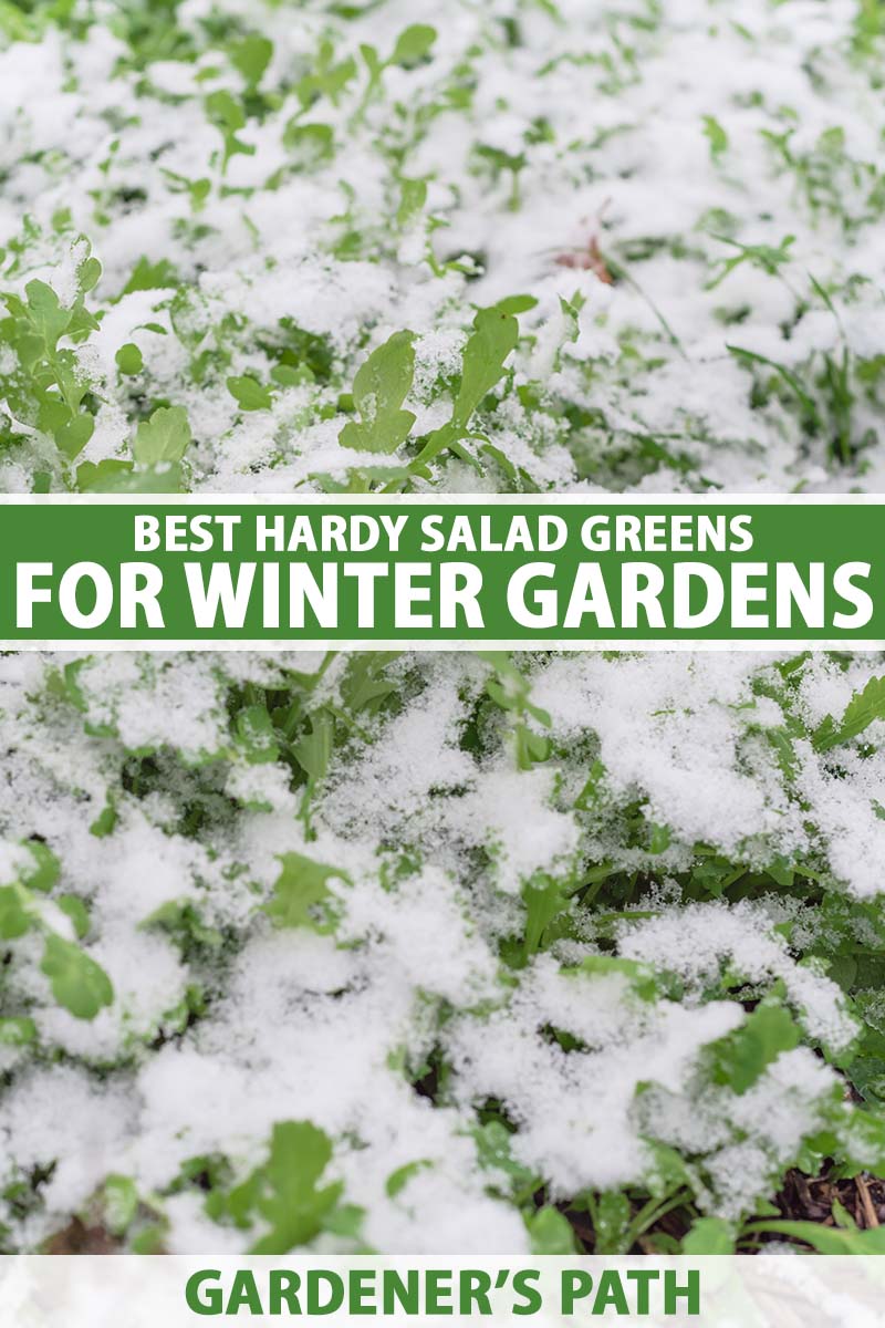 A close up vertical image of arugula growing in the garden under a blanket of snow. To the center and bottom of the frame is green and white printed text.