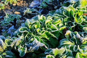 A close up horizontal image of salad greens growing in the winter garden with a light dusting of frost on the leaves pictured in light sunshine.