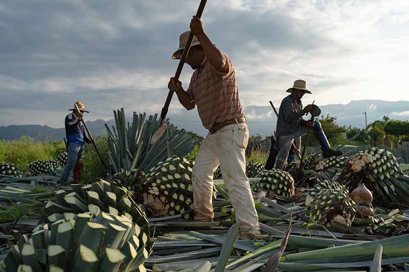 Poziomy obraz rolników pracujących przy ścinaniu roślin agawy do produkcji tequili.
