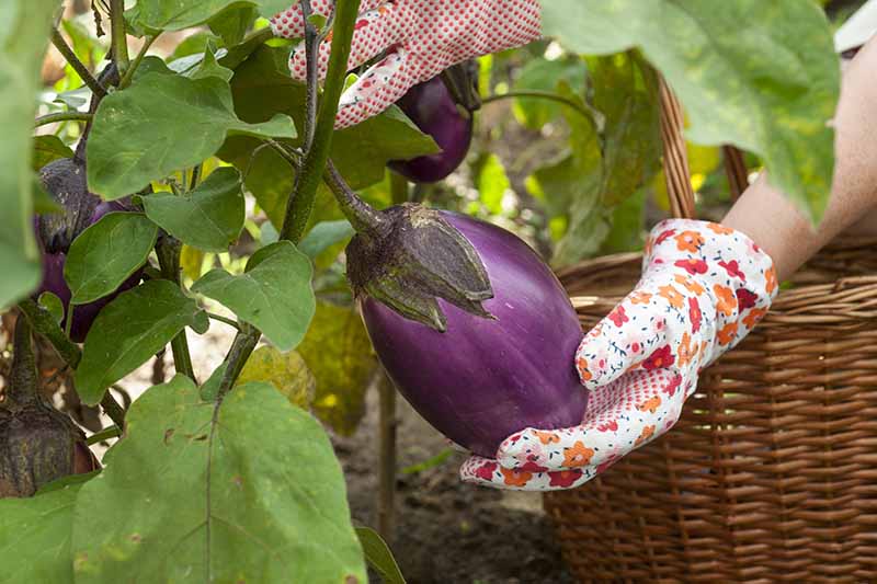 A close up horizontal image of a gardener wearing gloves to harvest a ripe eggplant from the garden.
