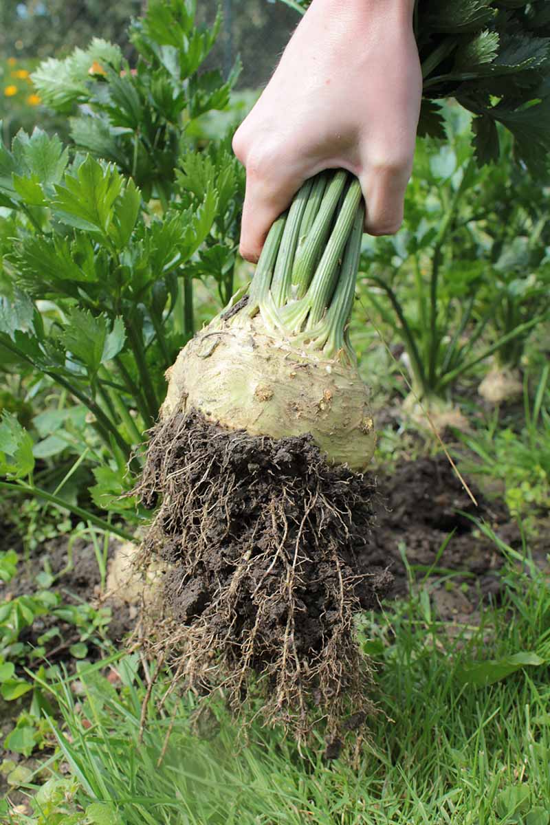 A close up vertical image of a hand from the top of the frame pulling a celery root out of the garden.