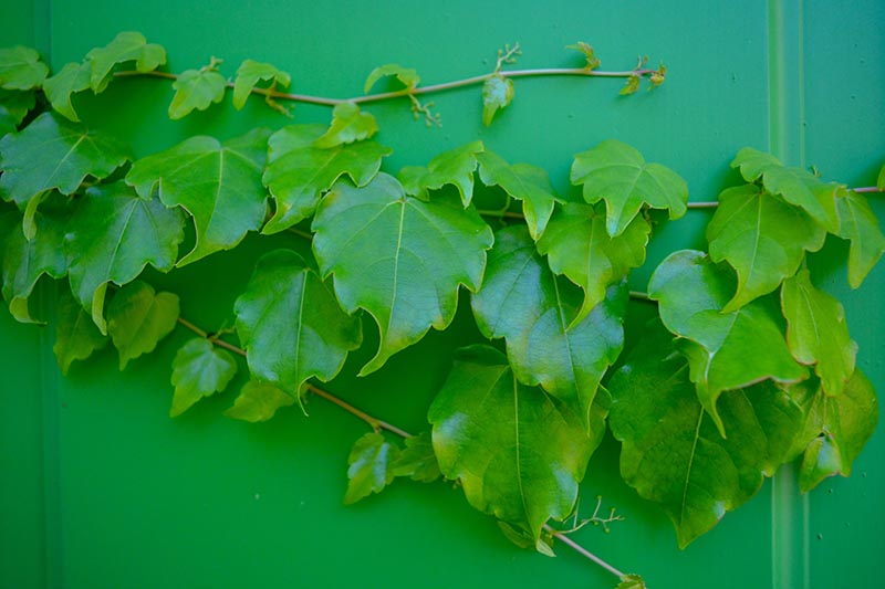 A close up horizontal image of Hedera helix 'Shamrock' growing indoors along a green wall.