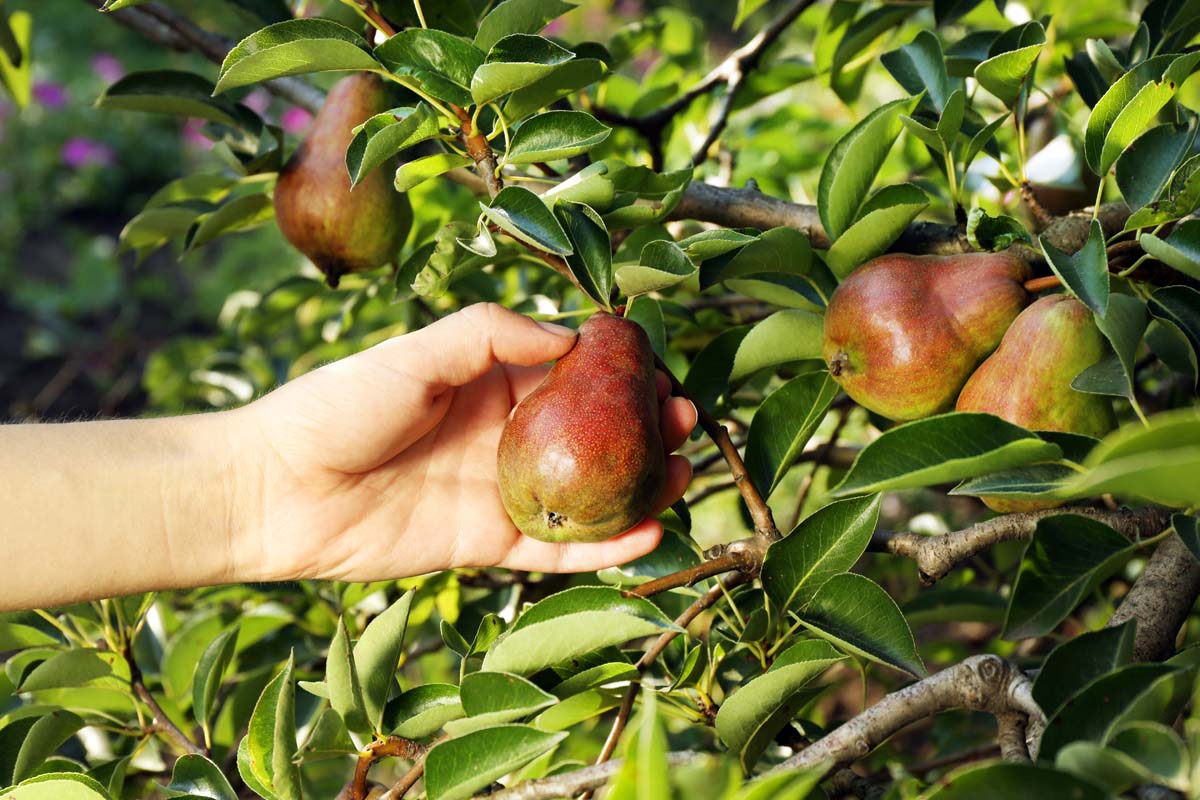 A close up horizontal image of a hand from the left of the frame picking a ripe pear from a tree in the garden pictured in light sunshine.
