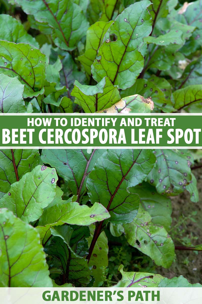 A close up vertical image of beet leaves showing symptoms of cercospora leaf spot. To the center and bottom of the frame is green and white printed text.