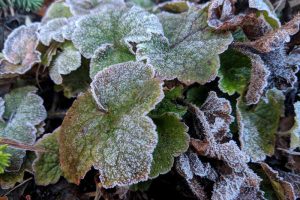 How to Care for Heuchera in the Winter