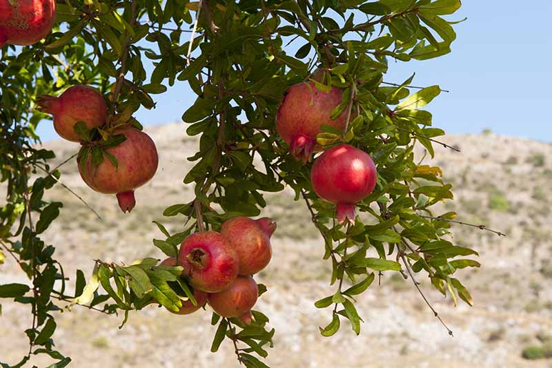 A close up horizontal image of ripe pomegranates hanging from the branches of a tree with an arid hillside in soft focus in the background.