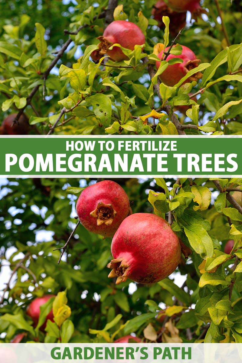 8 Best Fertilizer For Pomegranate Tree 