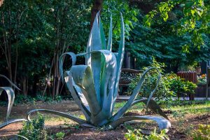 How to Grow and Care for Agave in the Garden