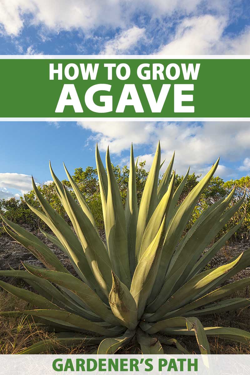 Agave blue glow Cactus Cacti Succulent Real Live Plant