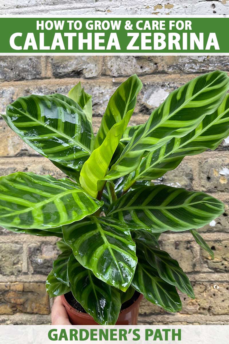 A close up vertical image of a Calathea zebrina plant in a small plastic pot with a brick wall in the background. To the top and bottom of the frame is green and white printed text.