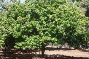A close up horizontal image of a chestnut tree growing in a backyard orchard pictured in bright sunshine.